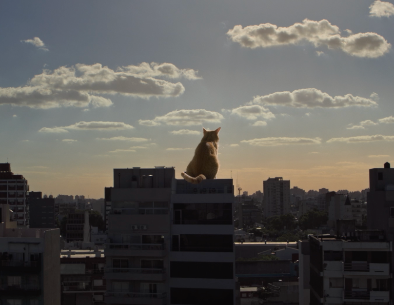 Un gato gigante para quedarnos en medias y acurrucarnos a tomar un café calentito