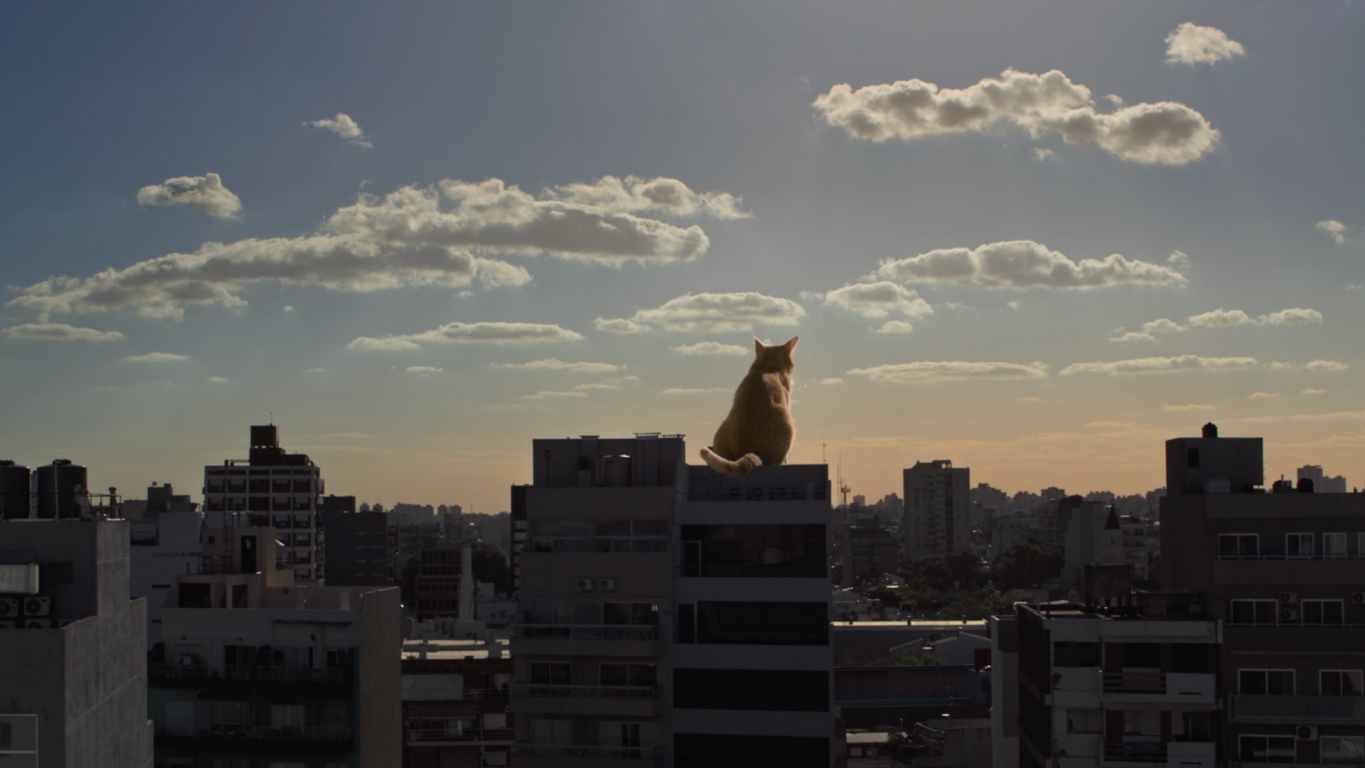 Le Gato 2